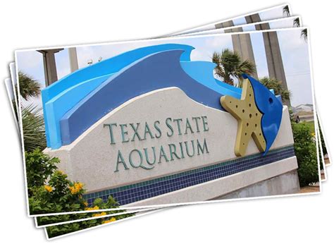 Download Texas State Aquarium Texas State Aquarium Corpus Christi Full Size Png Image Pngkit