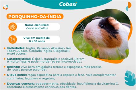 Porquinho da Índia saiba tudo sobre esse roedor Blog da Cobasi