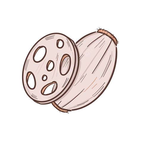 Lotus Root Png Image Hand Drawn Cartoon Lotus Root Element Vegetables