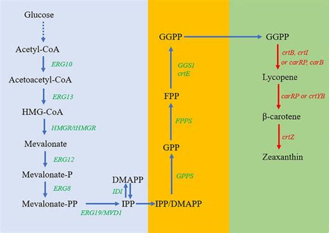 Yarrowia Lipolytica Po1f Strains Atcc Bioz