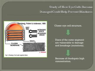 Preventing blindness with damaged cells studies; and how the location ... 