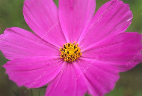 Mexican Aster Cosmos Bipinnatus Stock Image B539 0536 Science