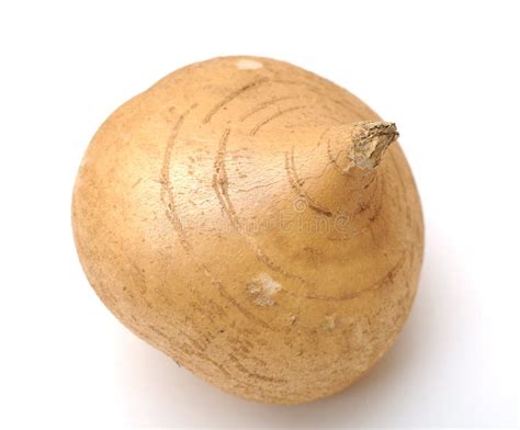 Jicama Root Royalty Free Stock Photography Image 30186617