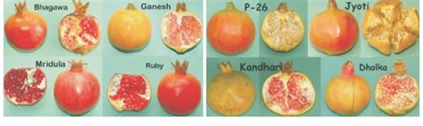 Few Cultivars Of Pomegranate Courtesy 5 Download Scientific Diagram