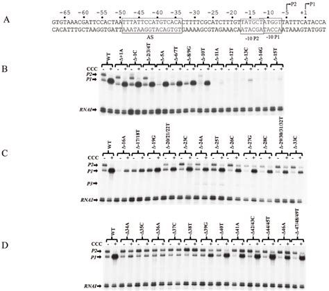 Biomolecules Special Issue Bacterial Rna Polymerase