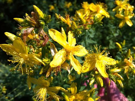 Hypericum Perforatum Johanniskraut Sonnenlicht