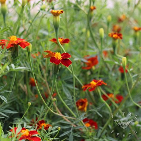 French Marigold Burning Embers Organic Vital Seeds