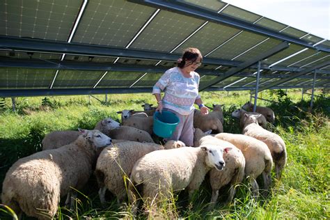 Listen To Sheep Solar A Love Story American Solar Grazing Association