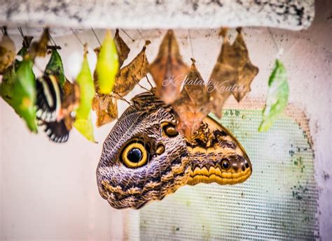 Butterfly Emerging From Chrysalis Cocoon Lizard Butterfly Cocoon