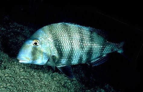 Sheepshead Porgy A Field Guide To The Fishes Of Charlotte Harbor