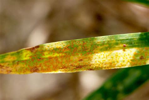 Scout for stripe rust and other wheat leaf diseases now - MSU Extension