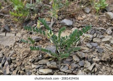 Astragalus Hamosus Images Stock Photos D Objects Vectors