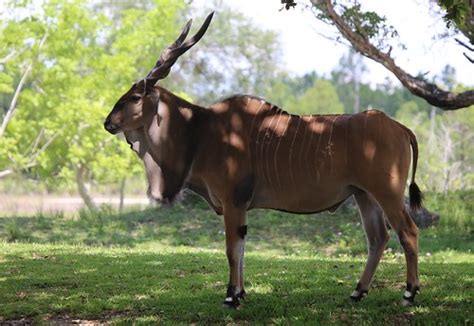 Giant Eland Taurotragus Derbianus The Giant Eland Is A Flickr