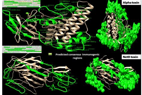 Informative D Visualization Of Predicted Consensus Immunogenic Regions