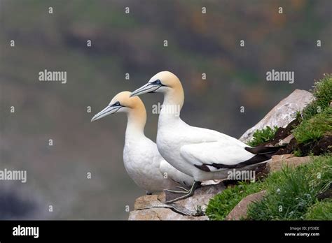 Northern Gannet Pair Stock Photo Alamy