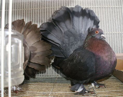 Indian Fantail Pigeons Help Pls Newbe Here Backyard Chickens