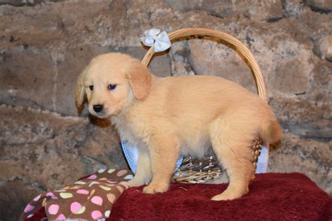 Lady Female Akc Registered Golden Retriever Puppy For Sale Butler Ohio