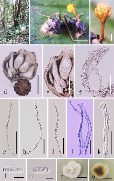 Ophiocordyceps Pseudolloydii Mflu 16 2914 Reference Specimen A Download Scientific Diagram