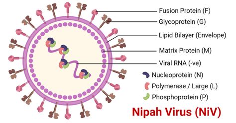 Nipah Virus (NiV)- An Overview