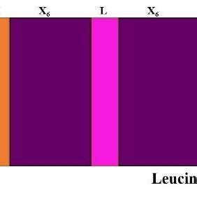 Basic leucine zipper motif showing basic region and leucine zipper ...