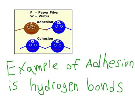 Adhesion Picture