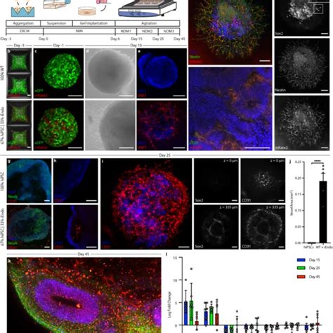 Fig. S1 | Flow cytometry gating examples. Gating strategies for a WT ...