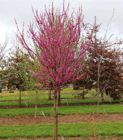 Cercis Canadensis Northern Herald Northern Herald Eastern Redbud