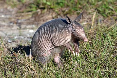 Armadillos in Florida - Where to Find These Armored Animals