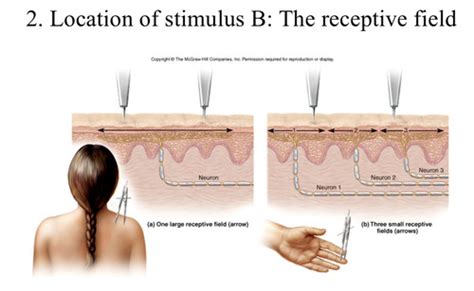 Sensory Physiology Flashcards | Quizlet