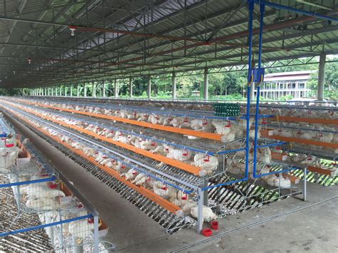 Layer Chicken Cage Project Hightop Poultry Equipment