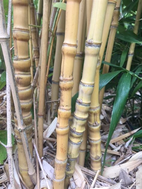 Phan Phyllostachys Aurea Holochrysa True Gold Bamboo Sourcery