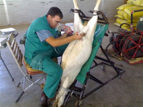 4 Laparoscopic Insemination In Goats Download Scientific Diagram