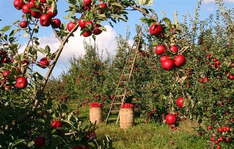 Agricultura Qué es definición origen y tipos