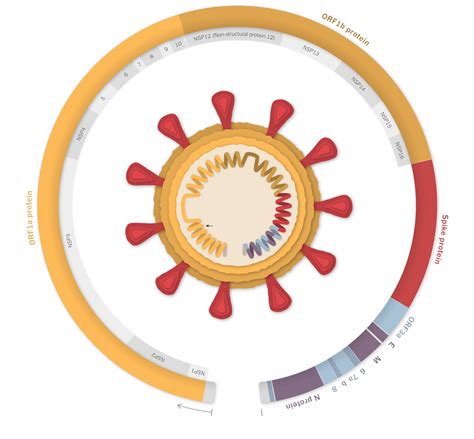 Inside The B117 Coronavirus Variant The New York Times