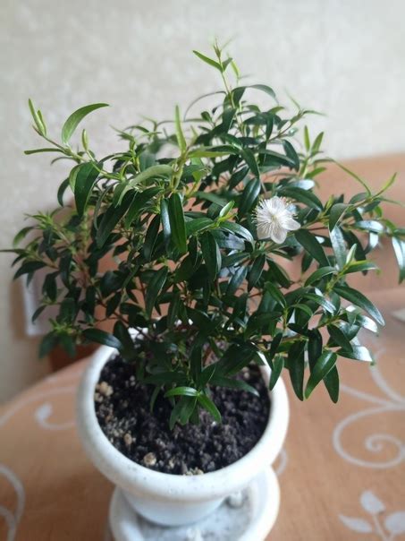 Молодой ,сформированный ,3х летний, цветуший куст мирта, 1ф.2ф-образец ...