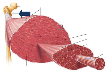 Muscle Tissue Flashcards Quizlet