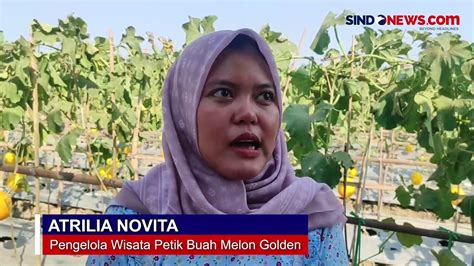 Petani Cilegon Kompak Sulap Sawah Jadi Destinasi Wisata Petik Melon