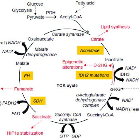 Tricarboxylic Acid Tca Cycle