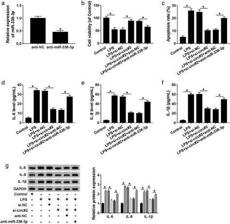 Mir‐338‐3p Mediated The Alleviated Effect Of Circ0038467 Knockdown On