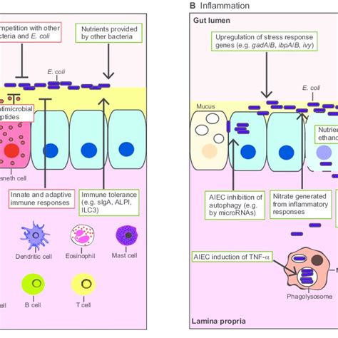 Intestinal Inflammation Creates A Different Environment For The Gut Download Scientific Diagram