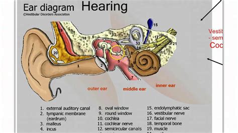 Sensory Systems Youtube