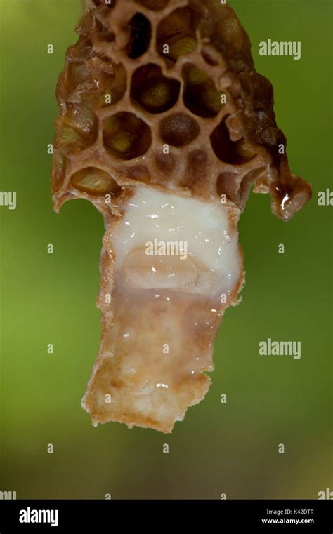 Honigbiene Apis mellifera Kent Großbritannien Königin Zelle