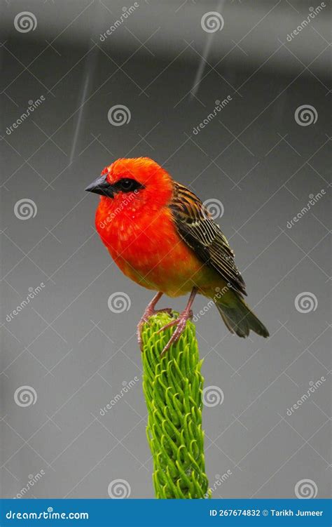 Red Fody Bird From Mauritius Perching On Top Of Sapling Tree In Rainy