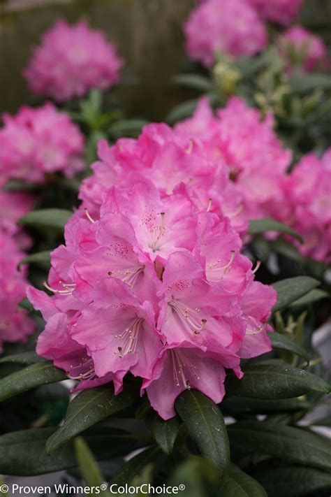 Dandy Man® Pink - Rhododendron x | Proven Winners