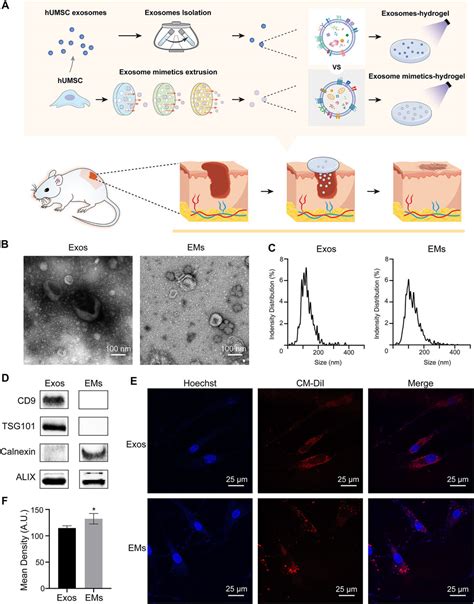 Frontiers Exosome Mimetics Loaded Hydrogel Accelerates Wound Repair