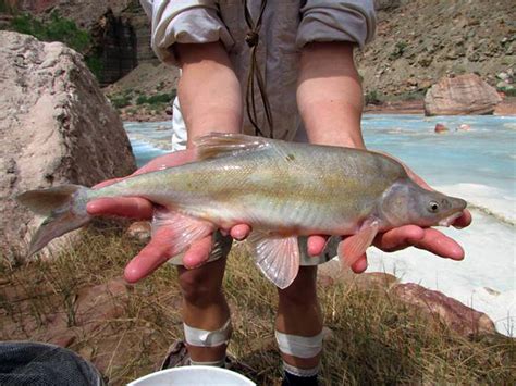 Colorado Rivers Native Humpback Chub May Move From Endangered Species List