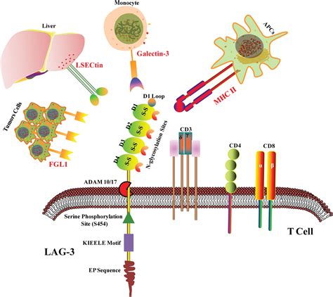 Frontiers The Promising Immune Checkpoint Lag In Cancer