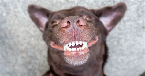 My Dog’s Gums Are Bleeding! Time to Go to the Dentist? | Furtropolis