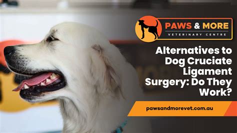 Alternatives to Dog Cruciate Ligament Surgery: Do They Work? - Paws and ...