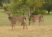Free picture: white tailed, deer, large, antlers